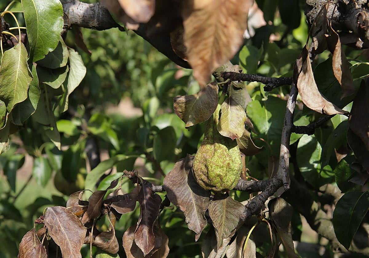 Los agricultores pueden solicitar ya las ayudas directas al peral por el fuego bacteriano