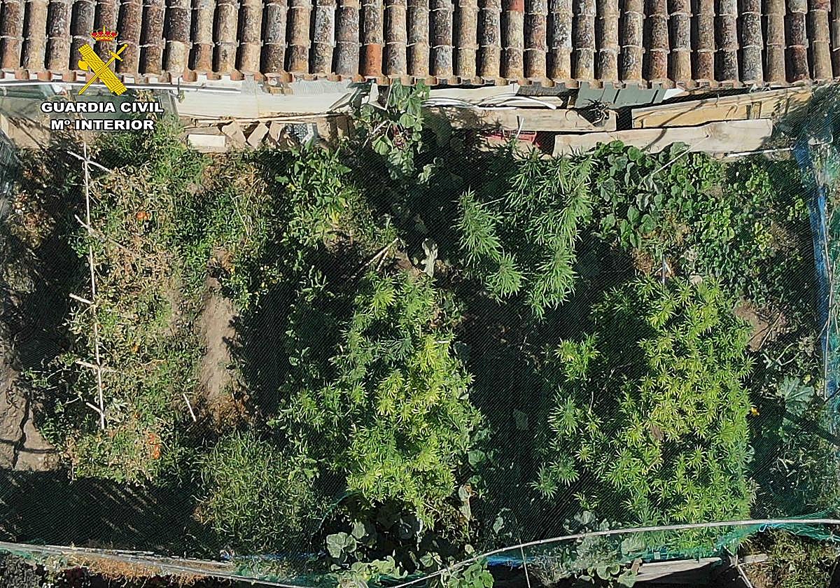 Desmantelada una plantación de marihuana en Arrúbal