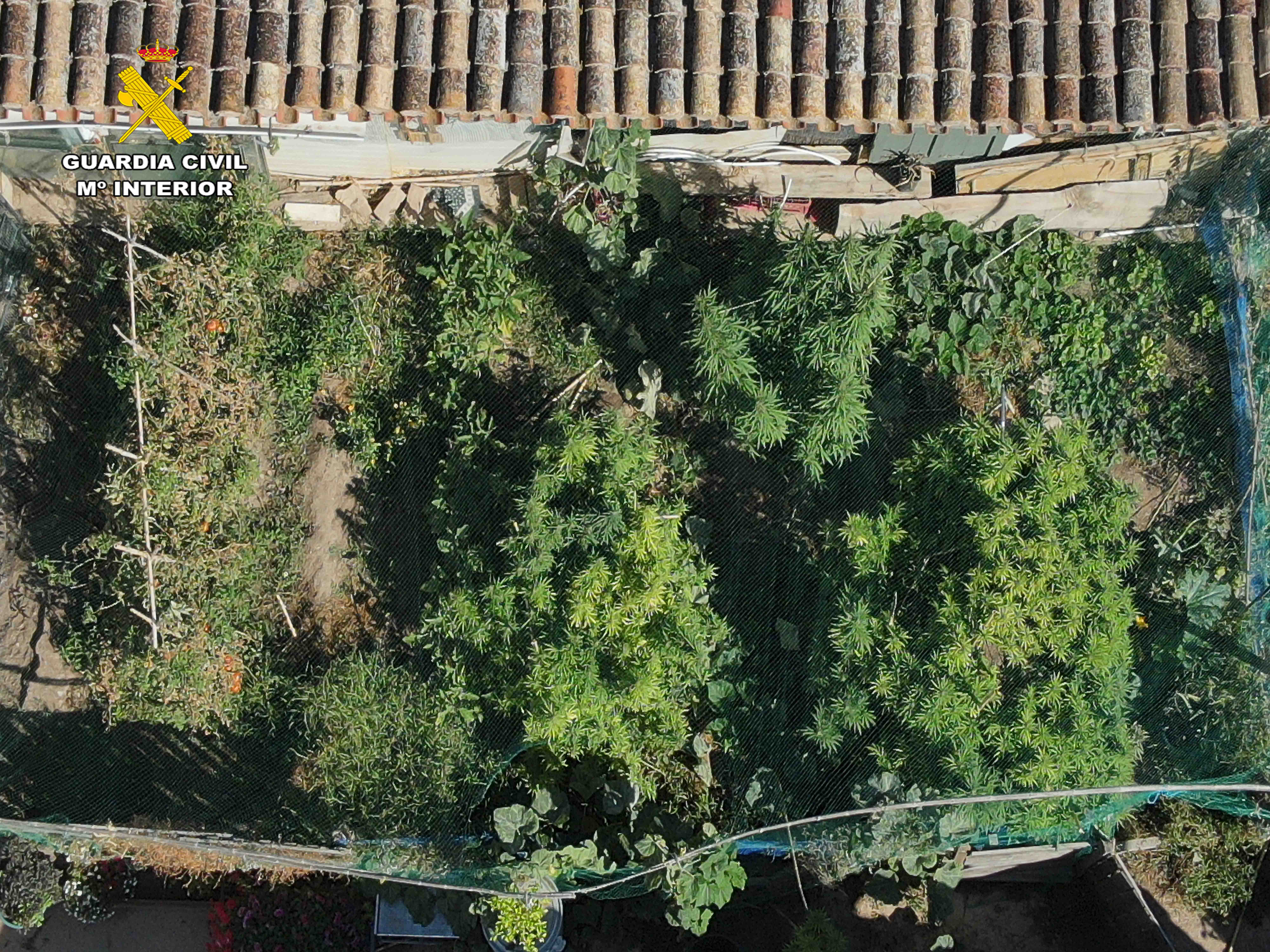 Desmantelada una plantación de marihuana en Arrúbal