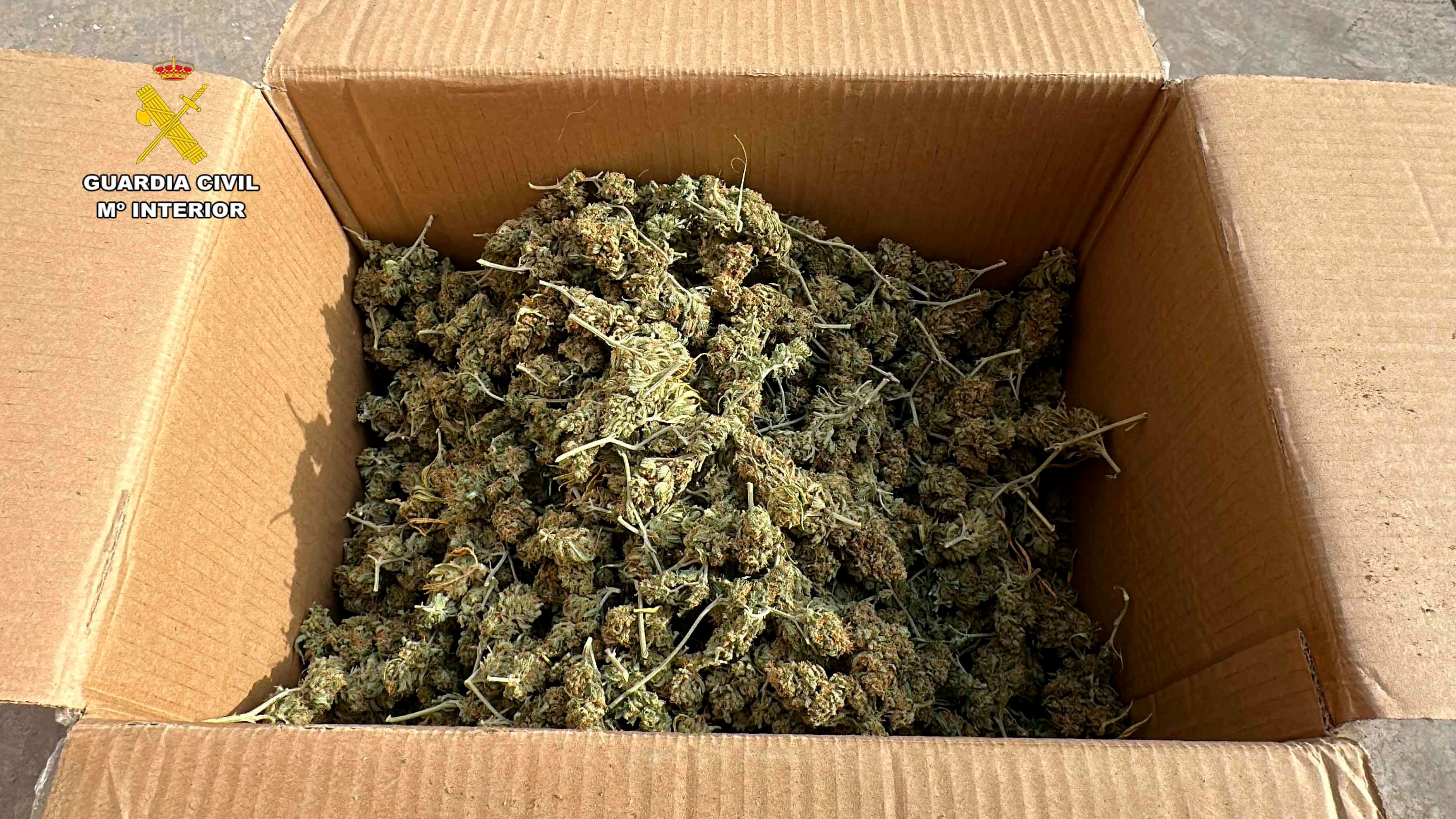 Desmantelada una plantación de marihuana en Arrúbal