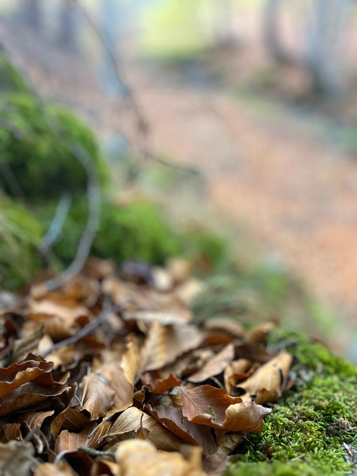 El otoño transforma los paisajes riojanos