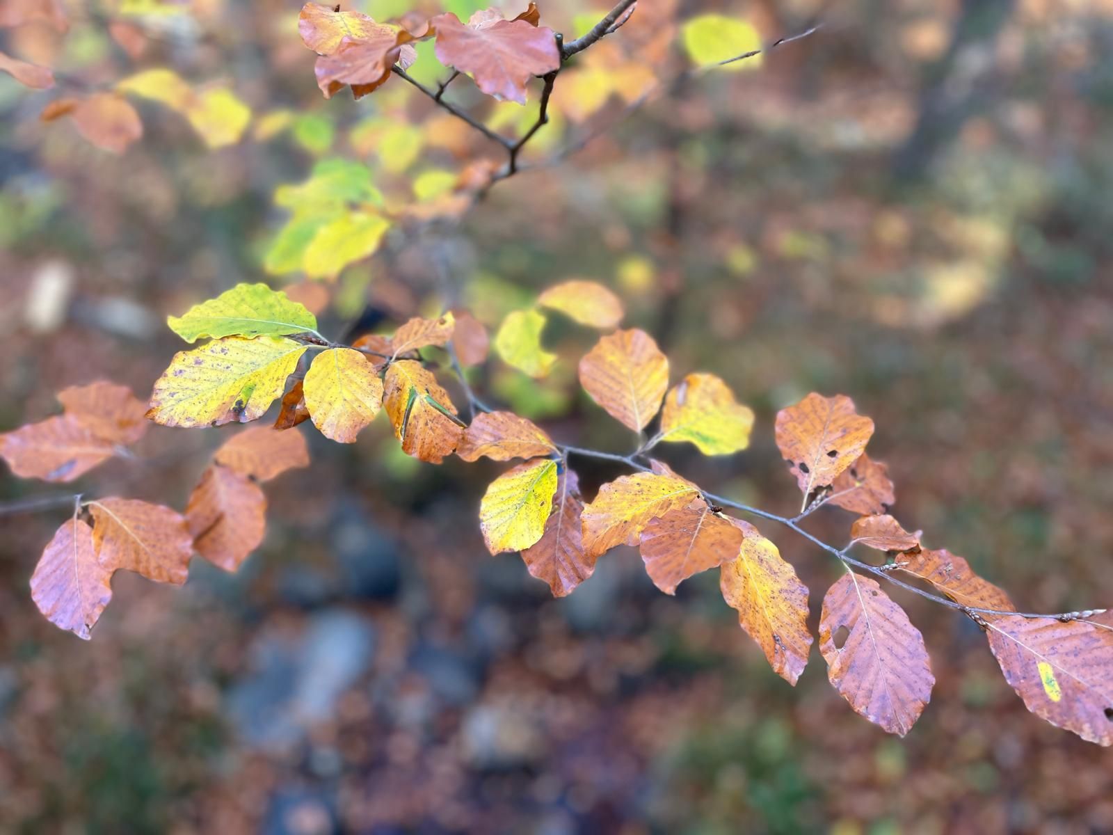 El otoño transforma los paisajes riojanos