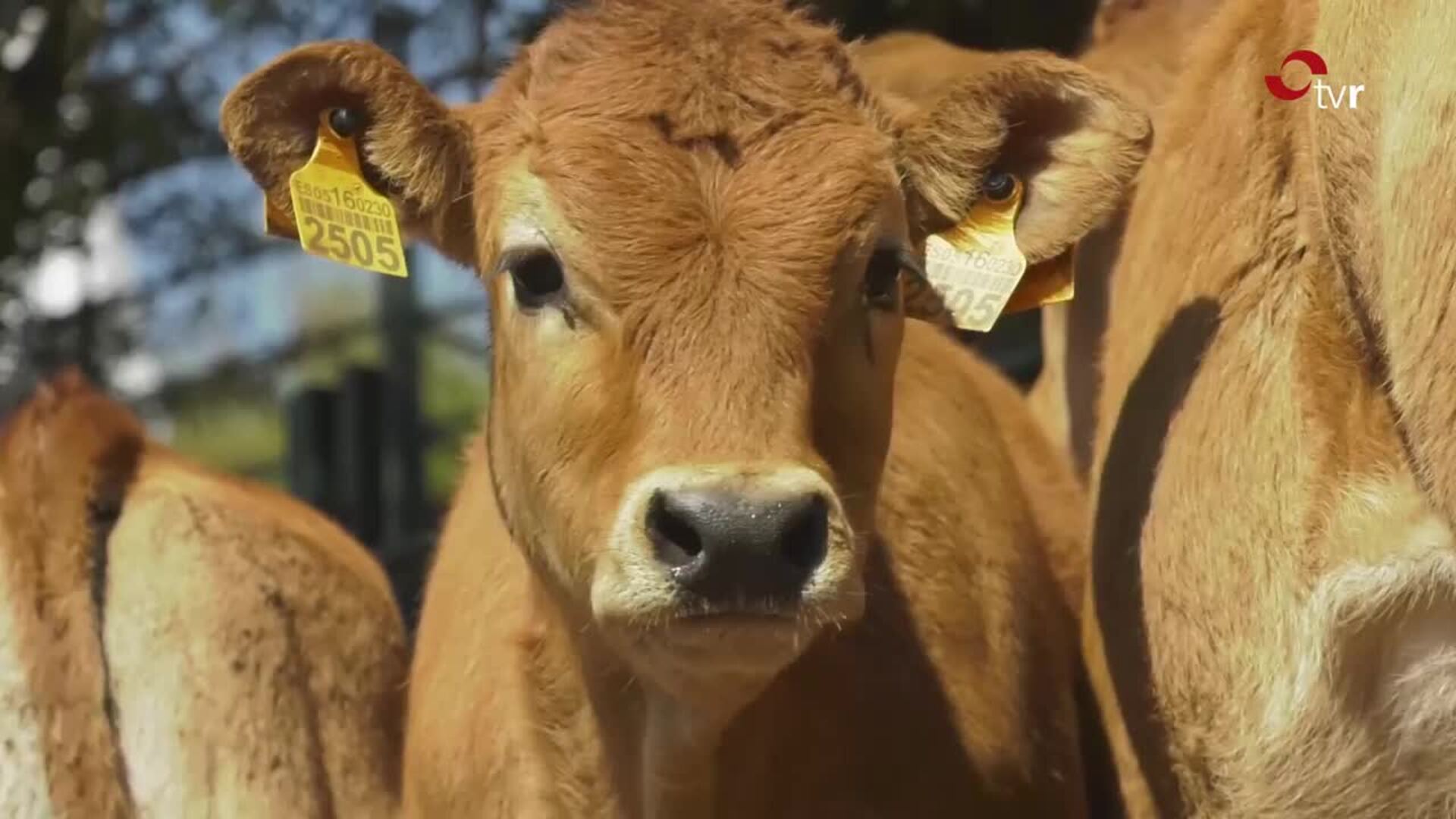 Más de 31.000 vacas bajo vigilancia por la amenaza de la dermatosis nodular