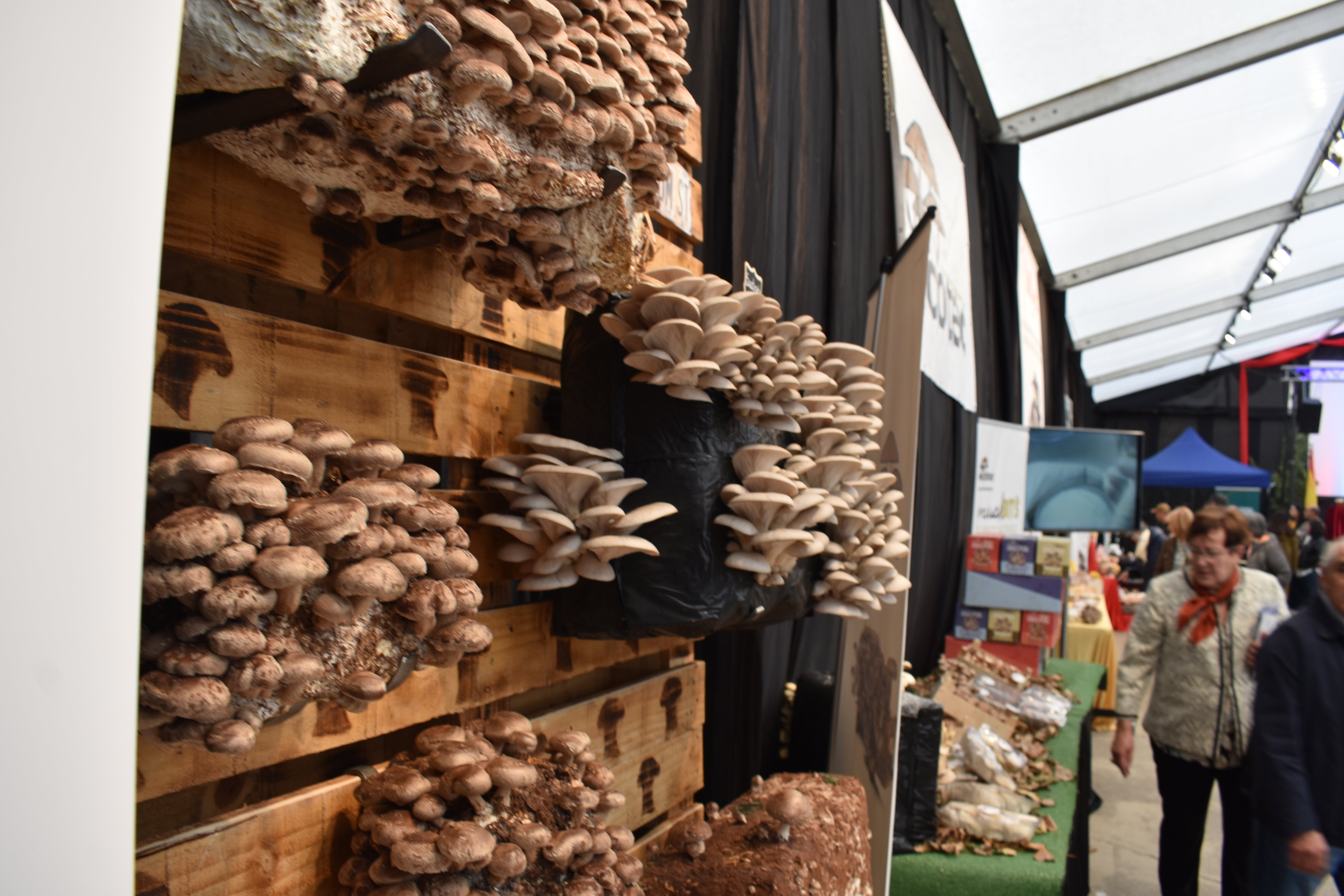 Jornadas de la seta y el champiñón de Autol