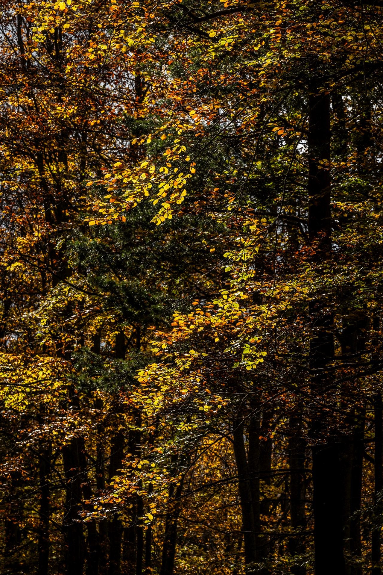 Alrededores de la ermita de la Virgen de Lomos de Orios