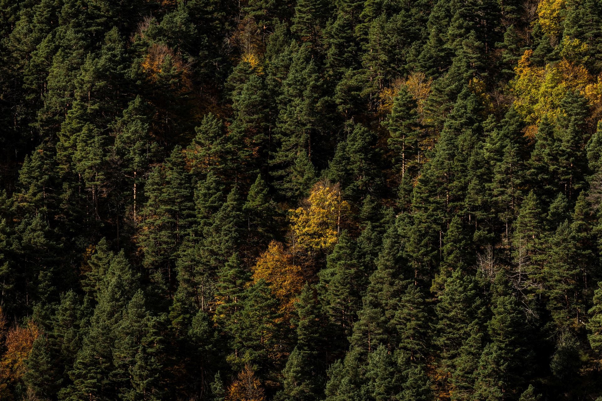 Alrededores de la ermita de la Virgen de Lomos de Orios