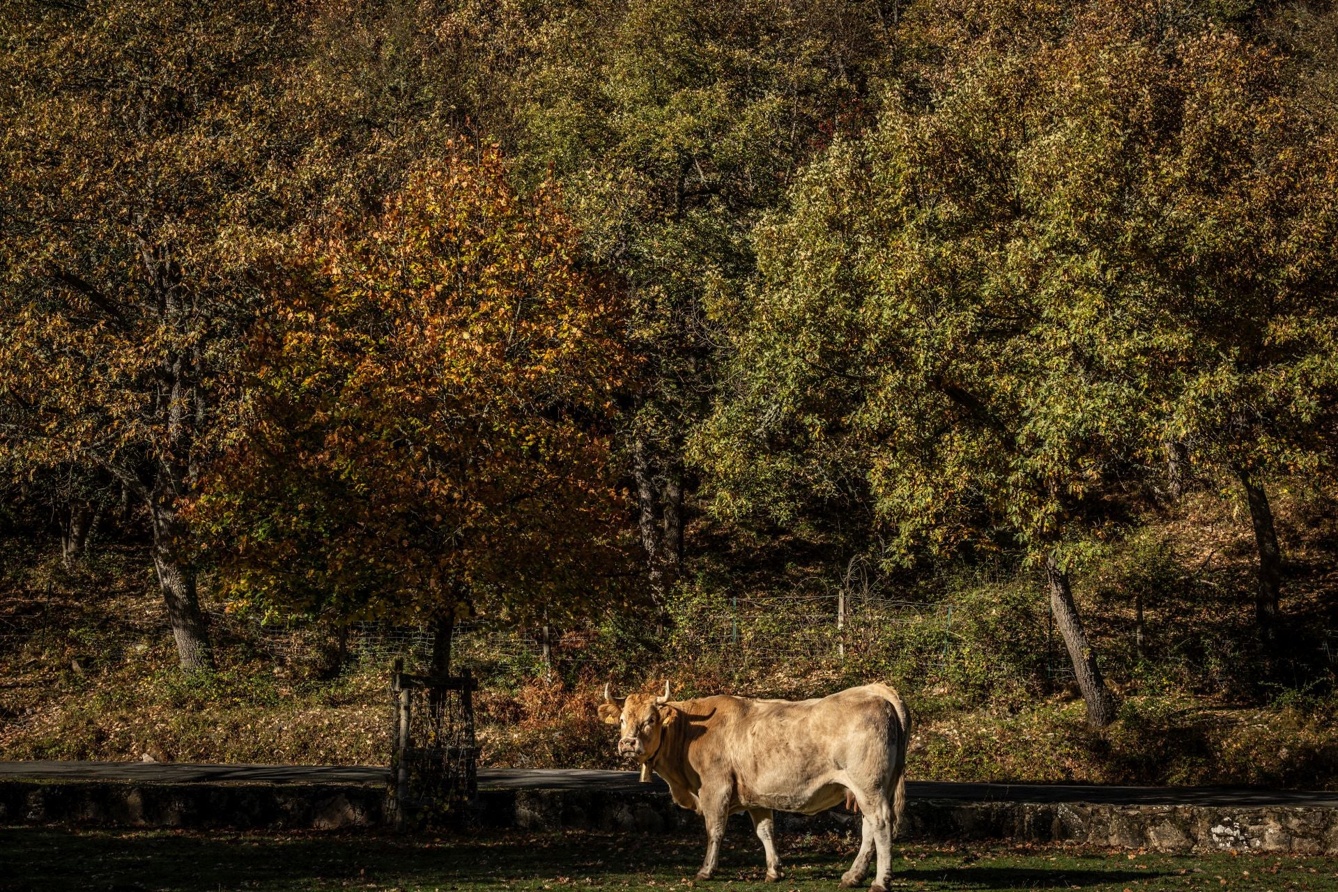 Área recreativa del Achichuelo