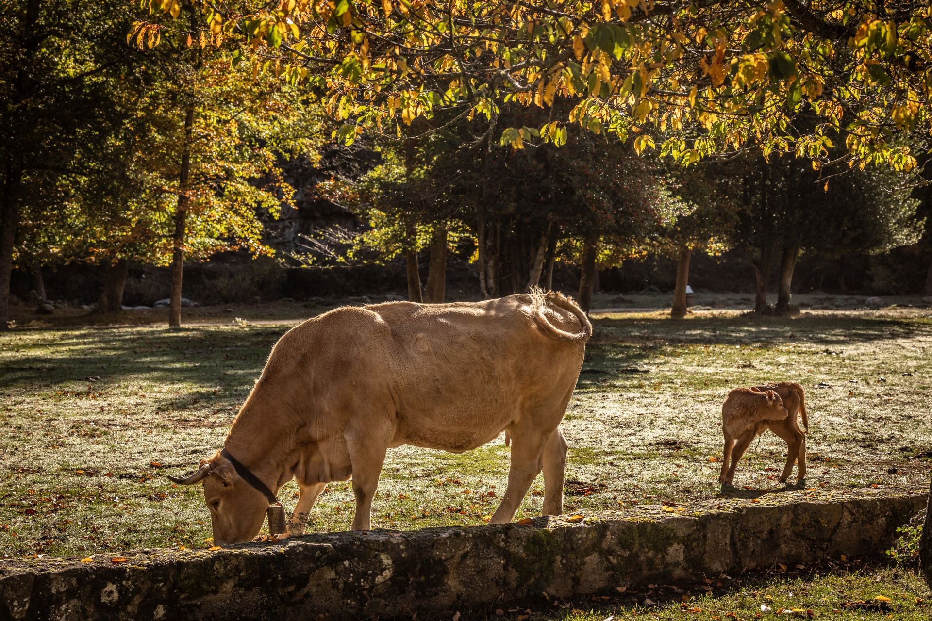 Área recreativa del Achichuelo