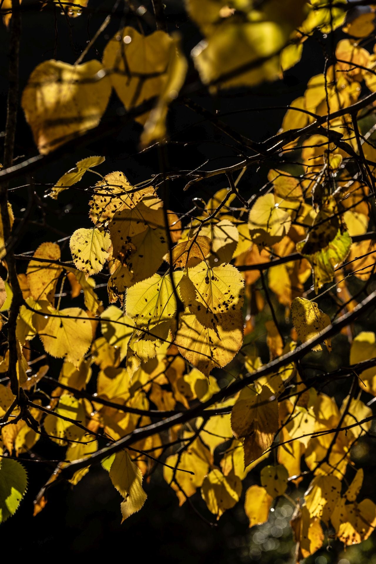 Área recreativa del Achichuelo