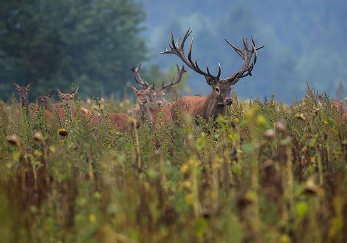 Mildot: tu aliado perfecto para equipamiento de caza profesional