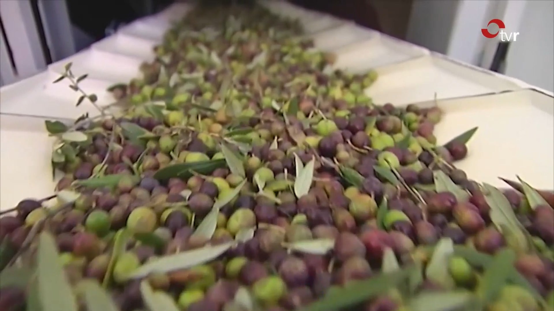 Un innovador método desarrollado en la UR refuerza la estabilidad del aceite de oliva virgen extra