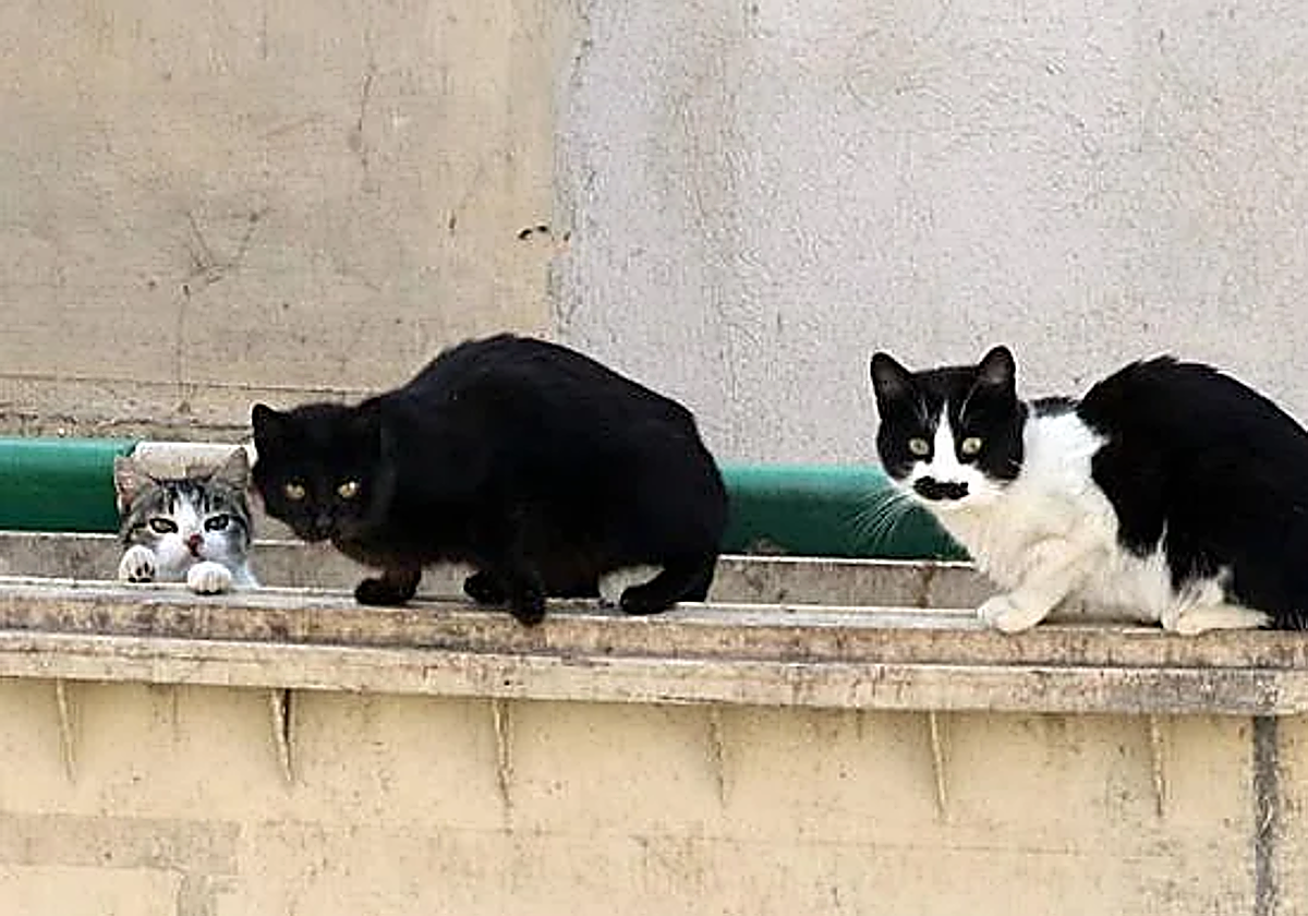 Gatos callejeros.