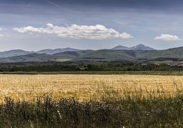 Campos riojanos de cereal, con la Sierra de la Demanda como fondo.