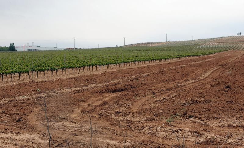 Imagen de un viñedo arrancado