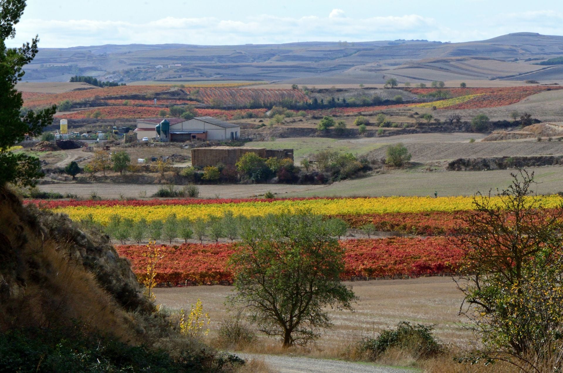 Otoño en el viñedo riojano: abstenerse conductores