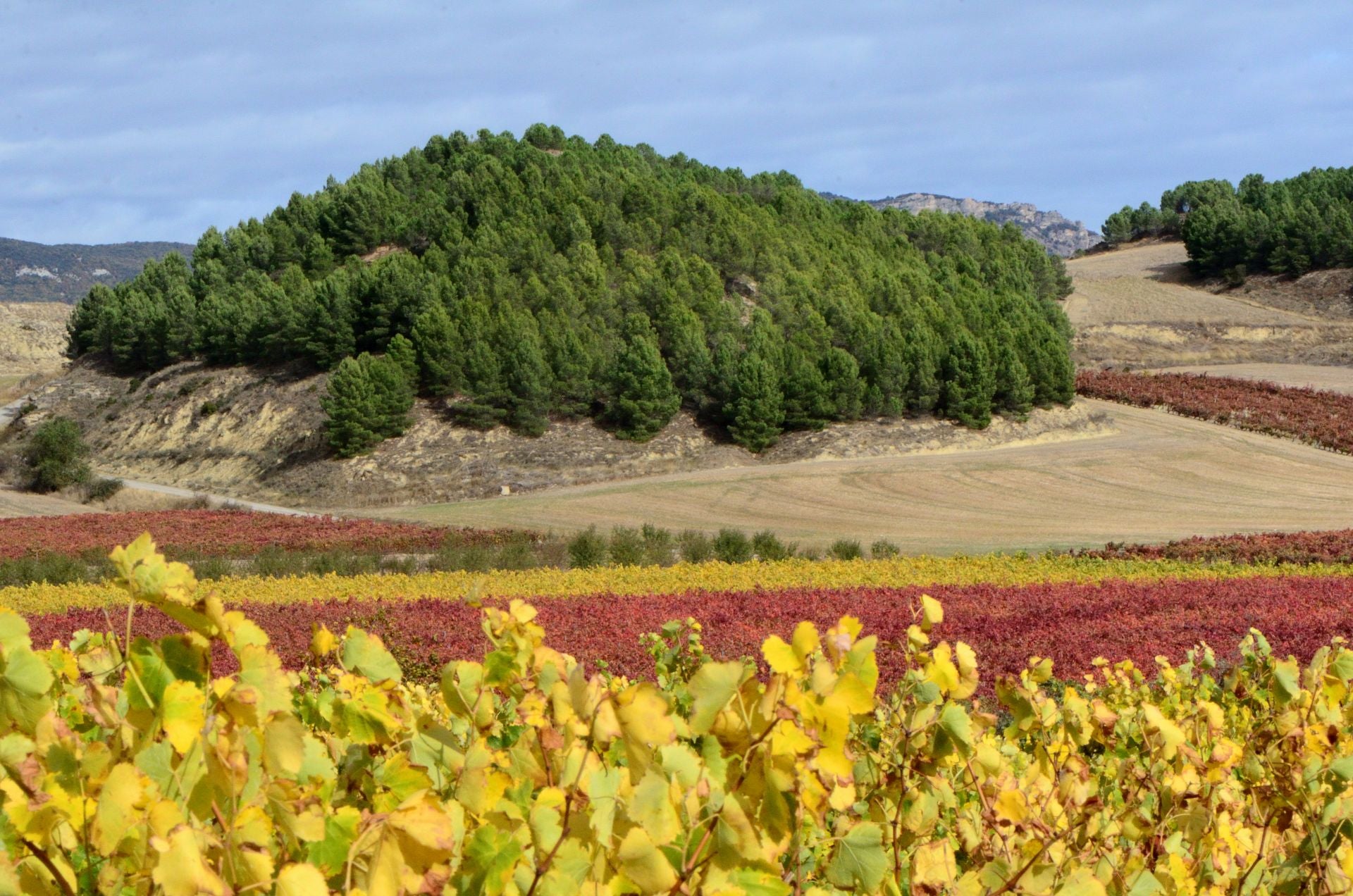Otoño en el viñedo riojano: abstenerse conductores