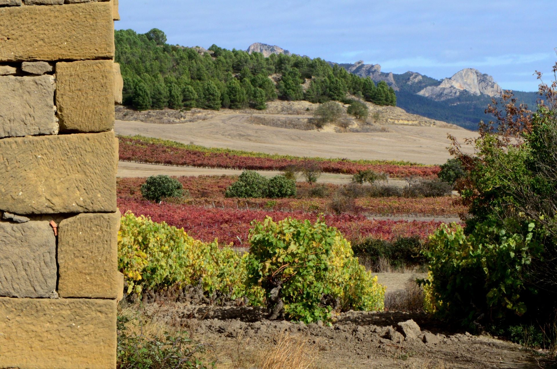 Otoño en el viñedo riojano: abstenerse conductores