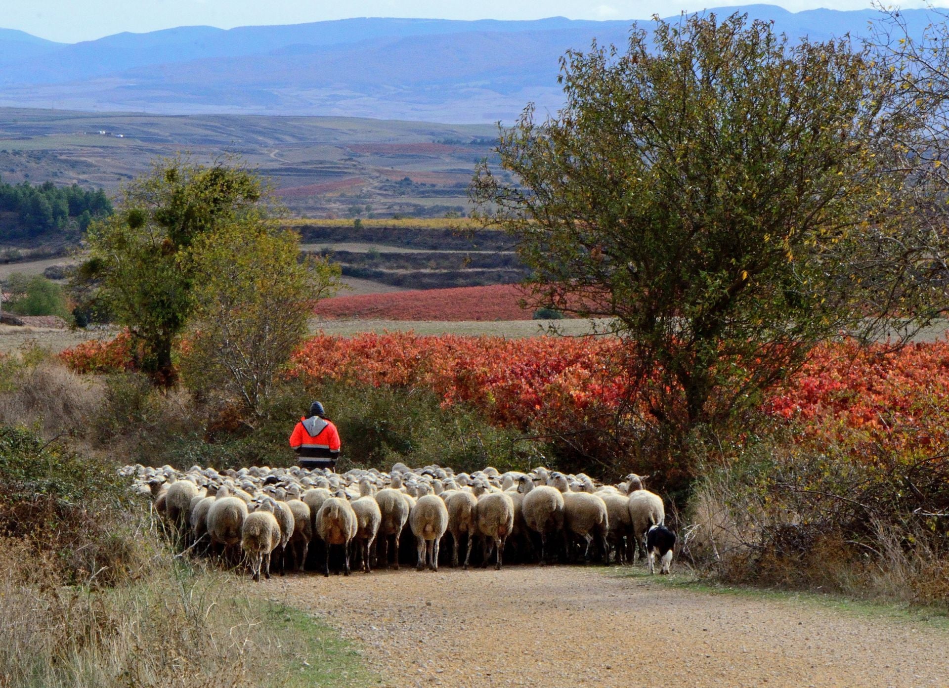 Otoño en el viñedo riojano: abstenerse conductores