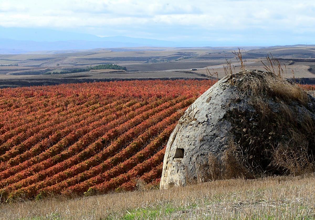Otoño en el viñedo riojano: abstenerse conductores