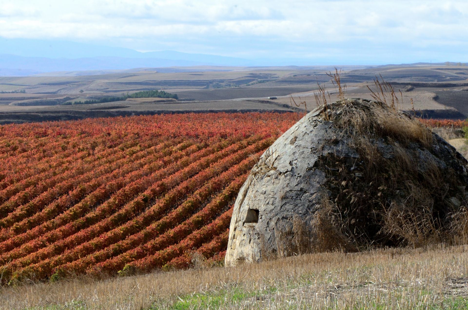 Otoño en el viñedo riojano: abstenerse conductores