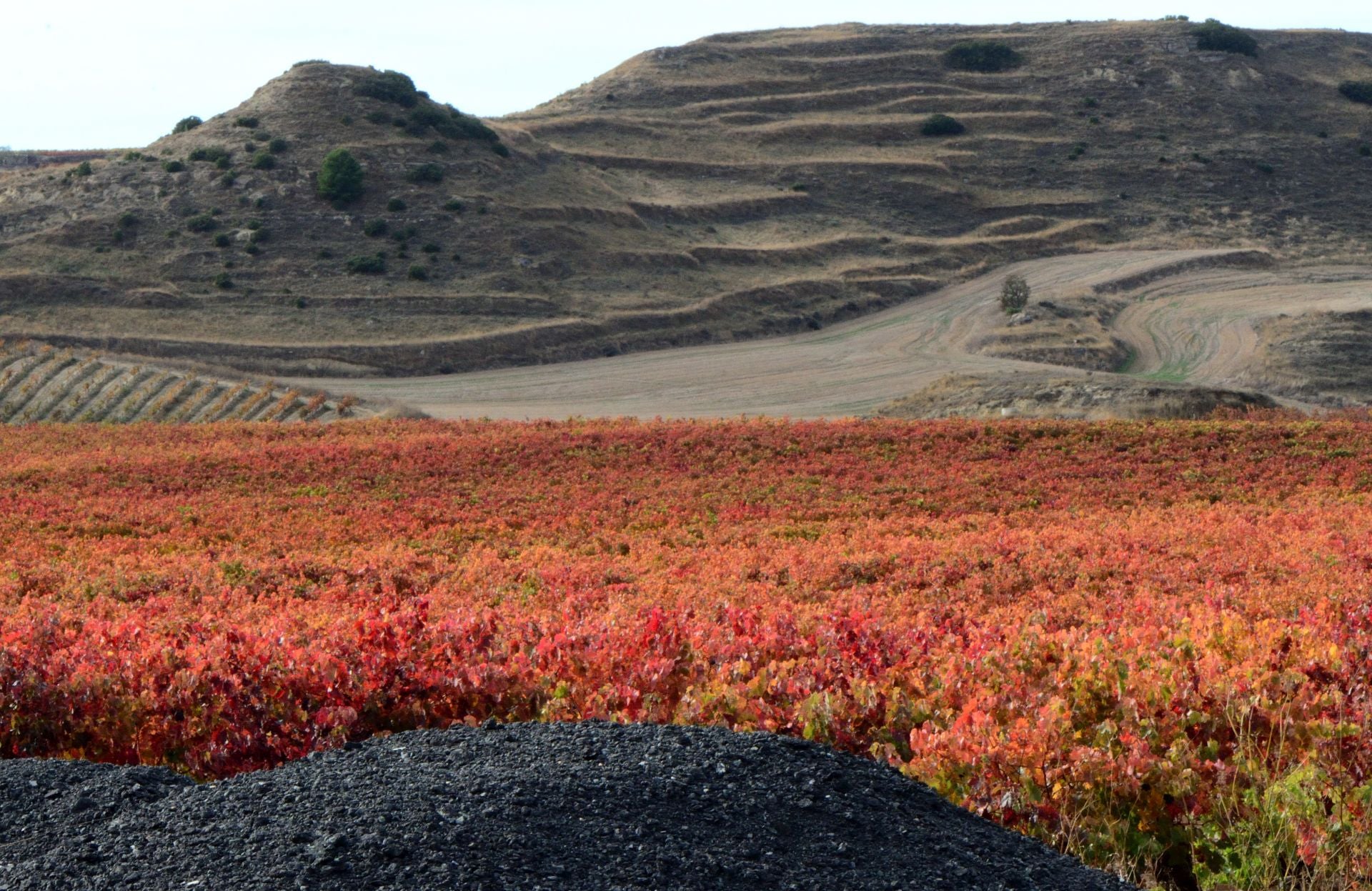 Otoño en el viñedo riojano: abstenerse conductores
