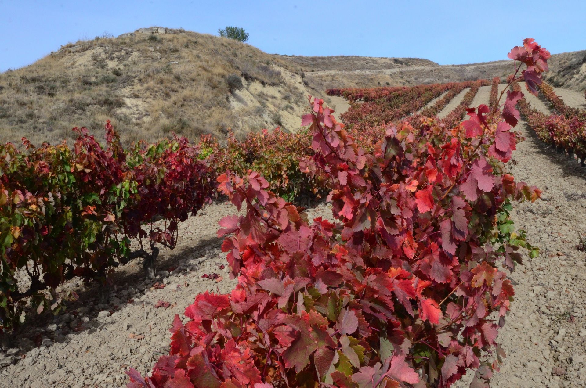 Otoño en el viñedo riojano: abstenerse conductores