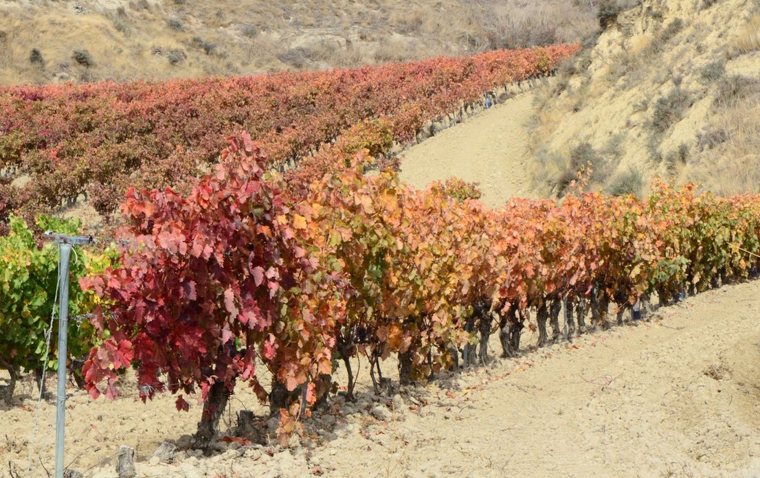Otoño en el viñedo riojano: abstenerse conductores