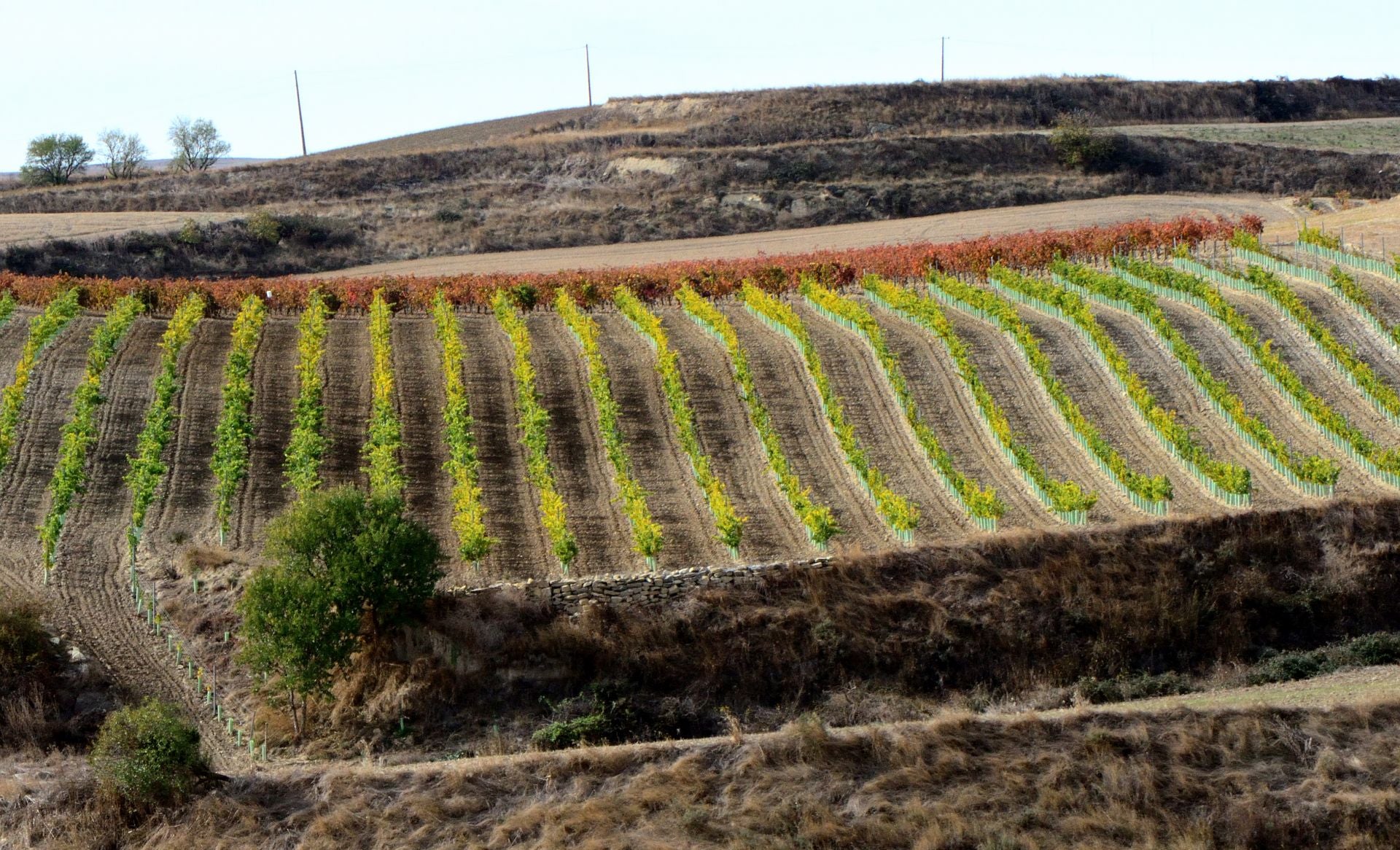 Otoño en el viñedo riojano: abstenerse conductores
