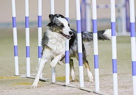 Claudia Fernández e Iris, subcampeonas de España de agility