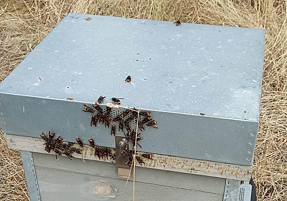 Ejemplares de avispa asiática rodean una colmena de abejas en Leza de Río Leza.