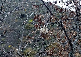 Nido de avispa asiática en una zona arbolada riojana.