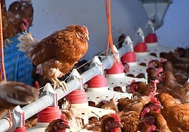 Gallinas en una granja riojana.