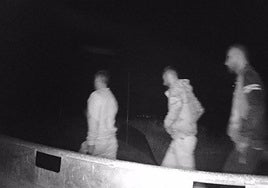 Los ladrones que volvían: entran tres veces en una granja hasta llevarse 77 corderos