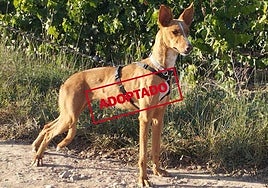 Terra, una perra sociable y tranquila en los paseos que necesita un hogar