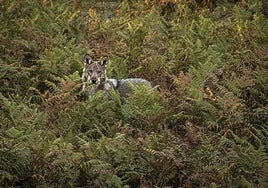Imagen de un lobo publicada en el libro 'Territorio lobo', de Andoni Canela.