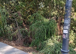 Quejas por los estorninos y por los pisos turísticos, en el Teléfono del Lector