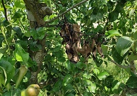 Efectos del fuego bacteriano en una rama de un peral.