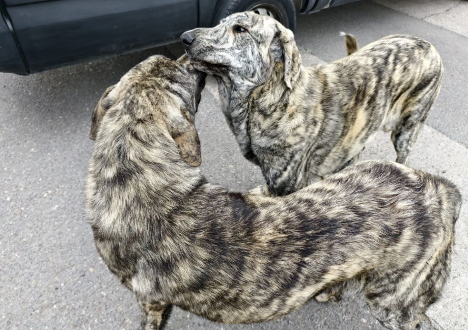Los mastines eran «cachorros y dóciles pero enormes».