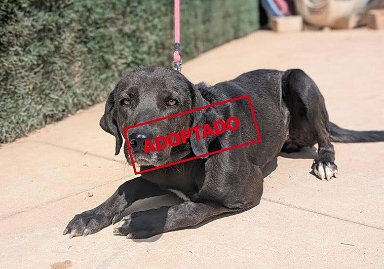 Sora, una perra preciosa que busca un hogar.