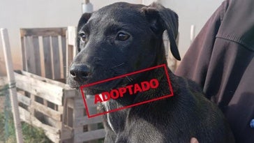 Zafira, la peque del refugio que necesita un hogar