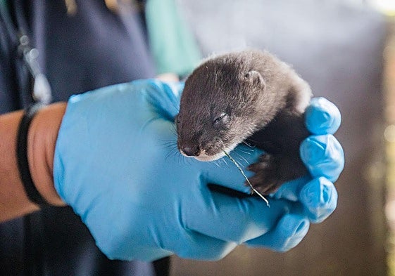 Cría de visón europeo