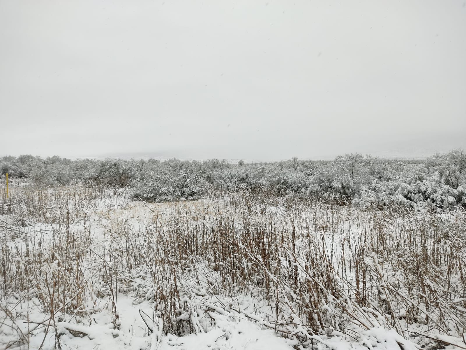 Yerga bajo la nevada entre Autol y Aldeanueva.