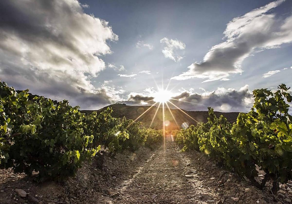Viñedo riojano.