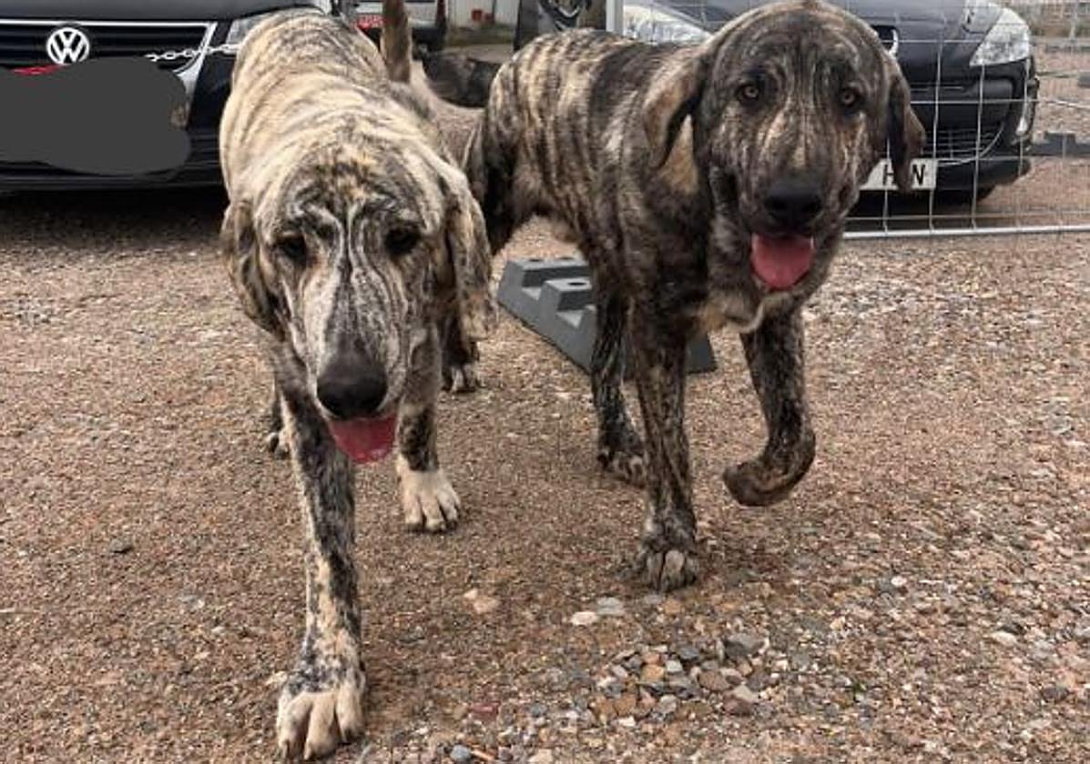 Los mastines aparecidos en Nájera junto a la N-120.