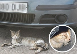 Un gato tumbado bajo un coche y, en detalle, otro felino atrapado dentro de un motor en un vehículo de Logroño.