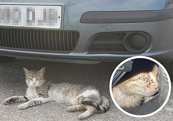 Un gato tumbado bajo un coche y, en detalle, otro felino atrapado dentro de un motor en un vehículo de Logroño.