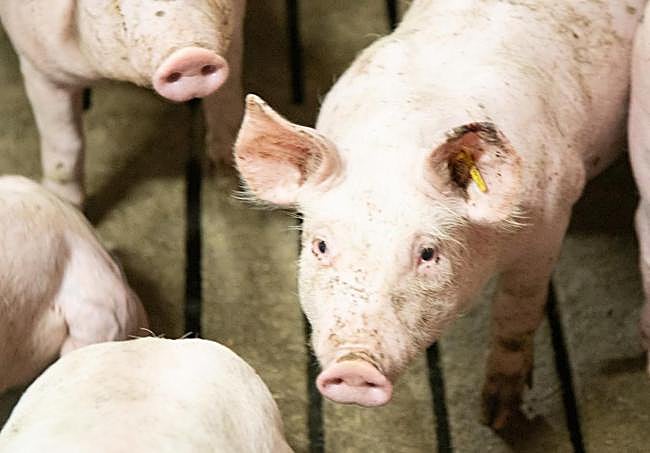 Cerdos de la Granja Los Palomos de Valverde.