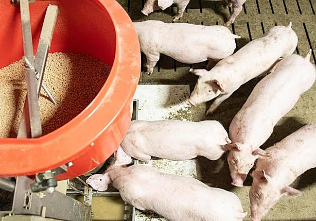 Cerdos comiendo en la Granja Los Palomos de Valverde.