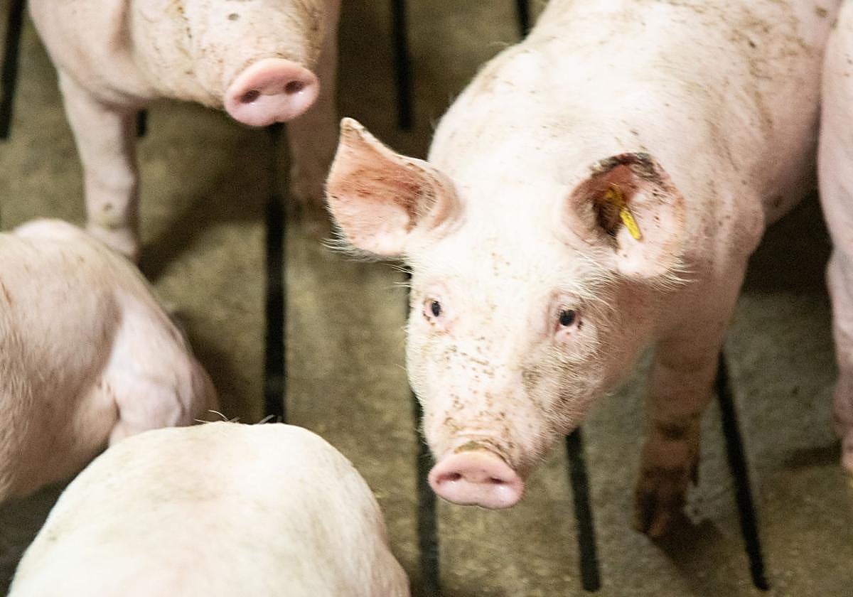 Varios ejemplares en una granja de cerdos de La Rioja.