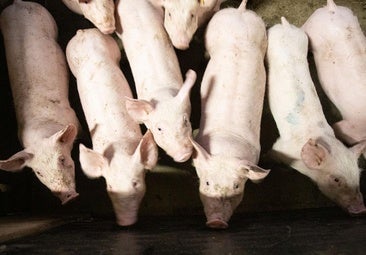 El Gobierno riojano impulsa la caza de jabalíes y la limpieza para evitar la peste porcina